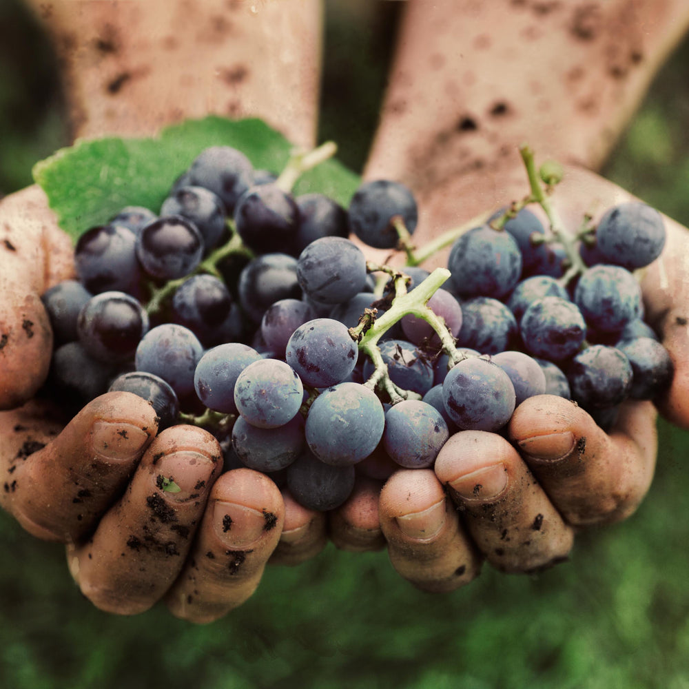 Learn what chemicals are used in your wine. 10x Reasons to Drink natural and organic wines.