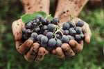 Learn what chemicals are used in your wine. 10x Reasons to Drink natural and organic wines.